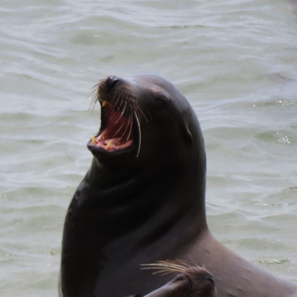 Meet your Posher, Bettina - Picture 1 of 1